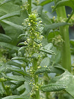 Spinach male flowers