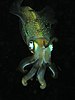A bigfin reef squid exhibiting iridescent reflections of divers' lights at night at the Komodo National Park