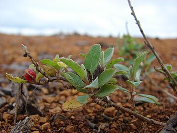 Invasive growth of in Kahoolawe, Hawaii