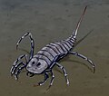 Stylonurus, a sea scorpion.