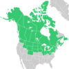 Symphyotrichum boreale native distribution: Canada — Alberta, British Columbia, Manitoba, New Brunswick, Newfoundland, Northwest Territories, Nova Scotia, Nunavut, Ontario, Prince Edward Island, Québec, Saskatchewan, and Yukon; US — Alaska, Colorado, Idaho, Illinois, Indiana, Iowa, Massachusetts, Michigan, Minnesota, Montana, Nebraska, New Hampshire, New Jersey, New York, North Dakota, Ohio, Pennsylvania, South Dakota, Vermont, Washington, West Virginia, Wisconsin, and Wyoming