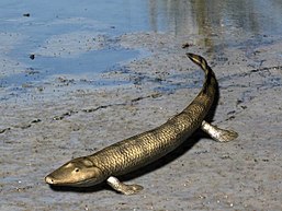 Representação computadorizada do que seria o Tiktaalik, sendo um animal esguio de cabeça triangular, cauda remiforme e patas pequenas com dedos de nadadeira