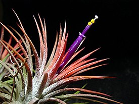 Tillandsia ionantha, цветущее растение