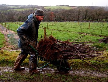 Tom Bray cider maker St Mabyn