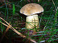 Tylopilus felleus