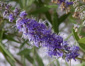 Vitex negundo