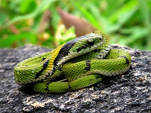 Lateral view (juvenile)