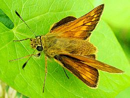 Nőstény erdei busalepke (Ochlodes sylvanus)