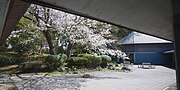 大磯町郷土資料館中庭の桜