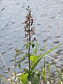 Норичник узловатый (Scrophularia nodosa)