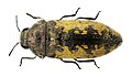 Acmaeodera