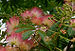 Albizia julibrisin