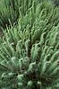 Sand sagebrush (Artemisia filifolia)
