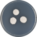 Aspergillus californicus growing on CYA plate