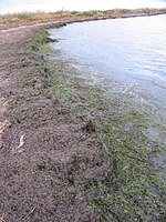 Mini-banquettes de Zostera noltii (Zostères naine) à Port Saint-Louis-du-Rhône