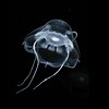 The jellyfish Bathykorus bouilloni