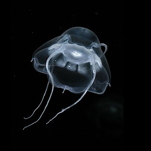 Gelatinous zooplankton like this narcomedusan can be key predators in deep pelagic food webs