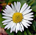 Flower head of a common daisy (Bellis perennis)
