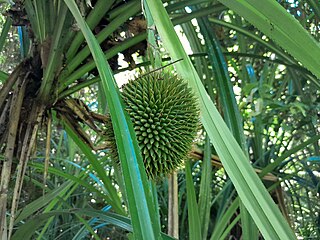 Plant with unripe fruit