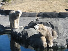 Eisbären