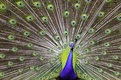 Pavão-azul (Pavo cristatus) em Ribeirão Preto, São Paulo, Brasil. Também conhecido como pavão-indiano, é uma espécie de pavão nativa do subcontinente indiano. Foi introduzida em muitos outros países e apresenta uma forma marcante de dimorfismo sexual. Os machos são mais conhecidos pelas penas extravagantes que, apesar de crescerem nas costas, são consideradas uma cauda. As fêmeas não têm cauda, ​​​​têm o rosto branco, a parte inferior do pescoço verde iridescente e a plumagem marrom opaca. Eles vivem principalmente no solo, em florestas abertas ou em terras cultivadas, onde se alimentam de frutas silvestres, grãos, mas também atacam cobras, lagartos e pequenos roedores. (definição 5 702 × 3 802)