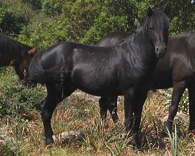 Giara noir sur le plateau de la Giara de Gesturi.