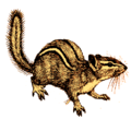 Chipmunk (white background).png