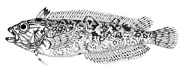 Marmoriklini (Clinus superciliosus)