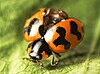 Transverse ladybird, Tasmania