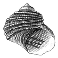 Cremnoconchus syhadrensis