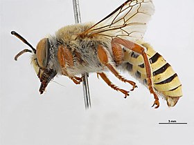 Ctenocolletes tigris