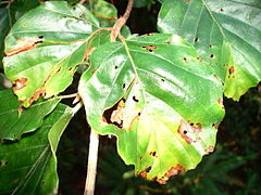 left Leaf mine