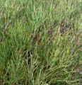 Ephedra andina