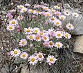 Erigeron concinnus