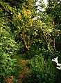 Image 70Robert Hart's forest garden in Shropshire (from Agroforestry)