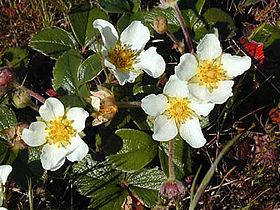 Fragaria chiloensis em plena floração.