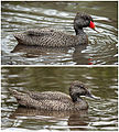 Image 4 Freckled Ducks Photo: Benjamint444 Male (top) and female Freckled Ducks (Stictonetta naevosa). Native to southern Australia, the ducks are protected by law. They are easily identified by their large heads with a peaked crown. More selected pictures