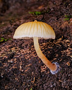 Description de l'image Galerina sulciceps 1669137.jpg.