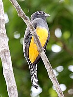 Gartered Trogon (female)