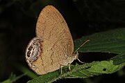 Adult, ventral view of wings.