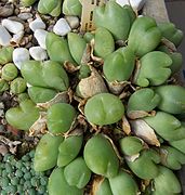 Gibbaeum nuciforme