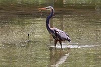 Great blue heron (dark form)