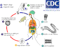 H. nana life cycle.