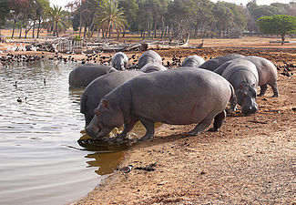 בהמות / סוס יאור / היפופוטם Hippopotamus amphibius (צלם: אני וצחי אבנור)