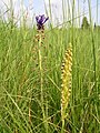 Muscari à toupet et homme-pendu.