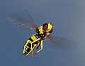 Image 26Hoverfly (Philhelius pedissequum) has indirect flight musculature. (from Insect flight)