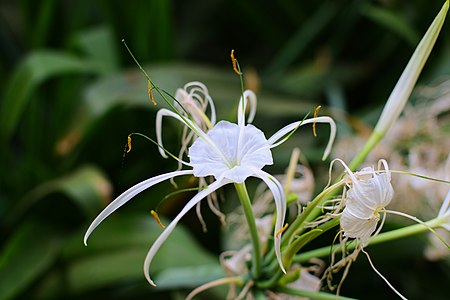 Hymenocallis littorali in the Weyler's Square of Santa Cruz de Tenerife