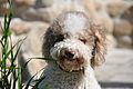 Lagotto blanc et orange