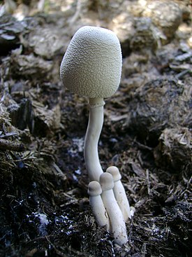 Leucocoprinus cepistipes