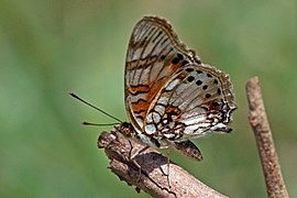 J. s. infracta, white form Kakamega Forest, Kenya